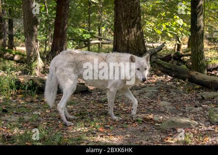 Lupo grigio (lupo di legno) con pelliccia bianca che cammina attraverso una radura nei boschi con foglie di caduta sul terreno. Foto Stock