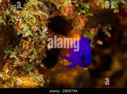 Un fagotto fairy, o una gramma reale, naviga la barriera corallina a Bonaire, Paesi Bassi. Il nome scientifico è gramma loreto. Foto Stock