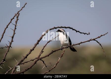 Shrike fiscale sostenuto dai grigi e seduto su un ramo spinoso. Immagine presa nel Maasai Mara, Kenya. Foto Stock