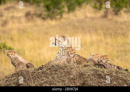 Madre ghepardo giacente su un grande tumulo circondato dai suoi piccoli cuccioli. Immagine presa nel Maasai Mara, Kenya. Foto Stock