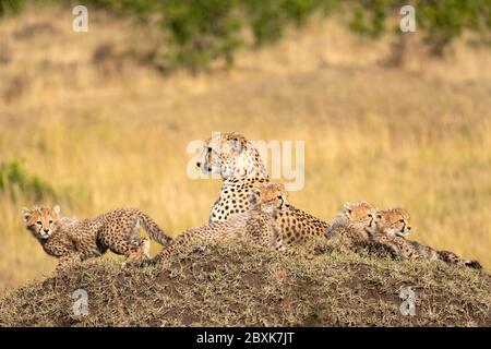 Madre ghepardo giacente su un grande tumulo circondato dai suoi piccoli cuccioli. Immagine presa nel Maasai Mara, Kenya. Foto Stock