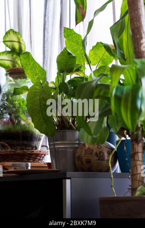 Piante verdi casa closeup interno Foto Stock