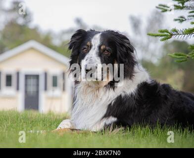 Bella collie australiano pastore mix cane riposante tranquillamente sul prato verde Foto Stock