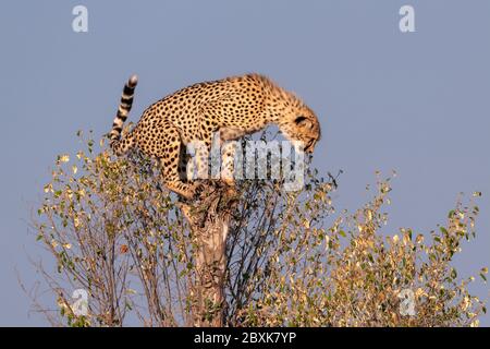 Un giovane ghepardo in piedi su un albero in cima ad un tronco di albero caduto. Immagine ripresa nella Riserva Nazionale Maasai Mara, Kenya. Foto Stock