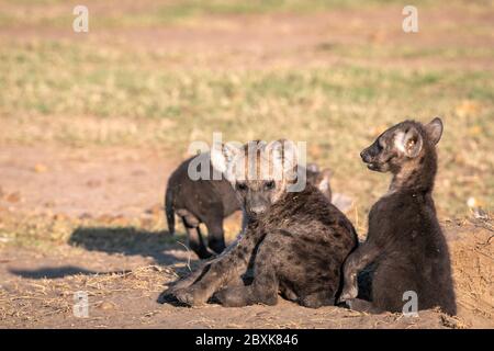 I cuccioli di iena molto giovani si siedono al sole, giocando fuori della loro tana. Immagine presa nel Maasai Mara, Kenya. Foto Stock