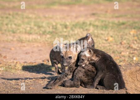 I cuccioli di iena molto giovani si siedono al sole, giocando fuori della loro tana. Immagine presa nel Maasai Mara, Kenya. Foto Stock