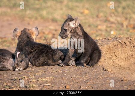 I cuccioli di iena molto giovani si siedono al sole, giocando fuori della loro tana. Immagine presa nel Maasai Mara, Kenya. Foto Stock