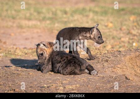 I cuccioli di iena molto giovani si siedono al sole, giocando fuori della loro tana. Immagine presa nel Maasai Mara, Kenya. Foto Stock