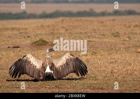 Avvoltoio africano a schienale bianco che allarga le ali per riscaldarle al sole della mattina presto. Immagine presa nel Maasai Mara, Kenya. Foto Stock