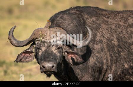 Grande, sporco, bufalo di Capo maschile con un uccello Oxpecker sulla sua testa. Immagine presa nel Maasai Mara, Kenya. Foto Stock