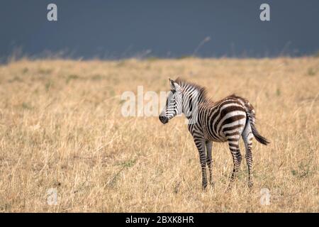 Zebra del bambino giovane in un campo di erbe alte contro un cielo blu tempestoso. Immagine presa nel Maasai Mara, Kenya. Foto Stock