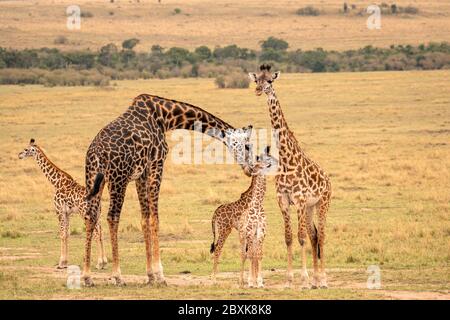 Una famiglia di giraffe con cinque membri, tra cui giovani vitelli in piedi sulla savana. Una giraffa madre si sta piegando verso il basso per prendersi cura del suo vitello. Foto Stock