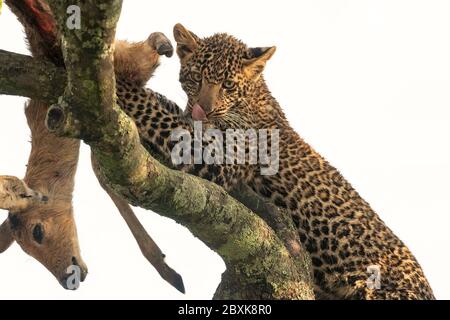 Un giovane cucciolo leopardo si nutre di una gazzella posta in un albero la notte prima dalla madre. Immagine ripresa nella Riserva Nazionale Maasai Mara, Kenya. Foto Stock