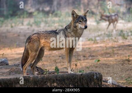 Un lupo indiano (pallipes del lupus del Canis) si trova sulla roccia, che è una sottospecie di lupo grigio che varia dall'Asia sud-occidentale all'indiano Foto Stock