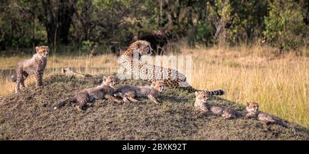 Madre ghepardo con sei cuccioli giovani che si inclinano su un tumulo erboso. Immagine ripresa nella Riserva Nazionale Maasai Mara, Kenya. Foto Stock