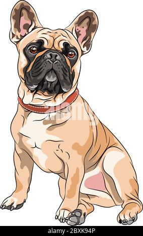 Vettore cane cucito razza francese Bulldog seduta, la colorazione più comune Illustrazione Vettoriale