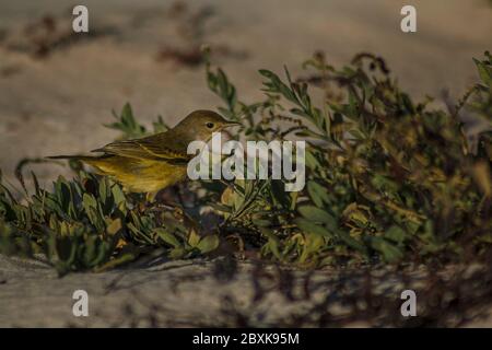 Yellow Warbler in piedi in una pianta in una spiaggia di Galapagos Foto Stock