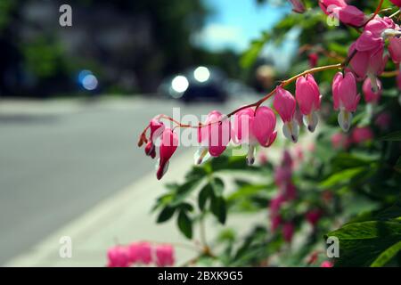 Fiori rosa pazzi di un cuore sanguinante (Lamprocapnos spectabilis) in un giardino di Glebe, che si sviluppava in pavimentazione, Ottawa, Ontario, Canada. Foto Stock