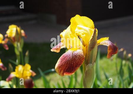 Fantastico iris alto e giallo rosso (Iris 'Alloueta' ?) Godendo del sole di inizio estate in un giardino di Glebe, Ottawa, Ontario, Canada. Foto Stock