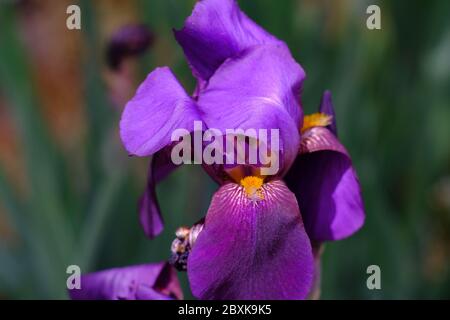 Primo piano di un'iride portacolma (Iris germanica) in un giardino di Glebe, Ottawa, Ontario, Canada. Foto Stock