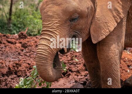 Primo piano di un elefante bambino coperto di fango rosso essiccato mangiare foglie verdi Foto Stock