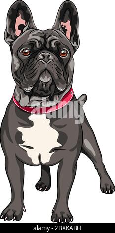 Vettore cane nero razza Bulldog francese in piedi, la colorazione più comune Illustrazione Vettoriale