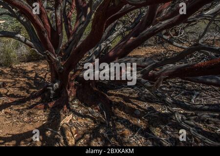 Un albero di madrone pacifico (Arbutus menziesii) cresce nel Monte Diablo state Park in California. Foto Stock