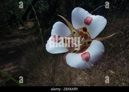 Calochortus venustus, il giglio di mariposa farfalla è un fiore stupefacente che si può trovare solo in California. Foto Stock