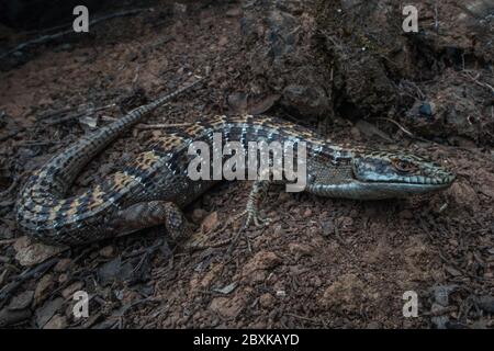 Elgaria multicarinata, la lucertola di alligatore meridionale della costa occidentale del Nord America. Foto Stock