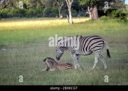 Madre zebra con foal. Immagine ripresa nel Delta dell'Okavango, Botswana. Foto Stock
