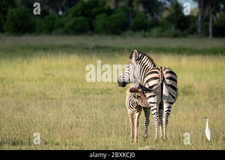 Madre zebra e foal infermieristico. Immagine presa sul Delta dell'Okavango, Botswana. Foto Stock