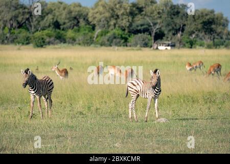 Mandria mista di zebra e impala pascolando sull'erba con due giovani zebre. Immagine presa sul Delta dell'Okavango, Botswana. Foto Stock