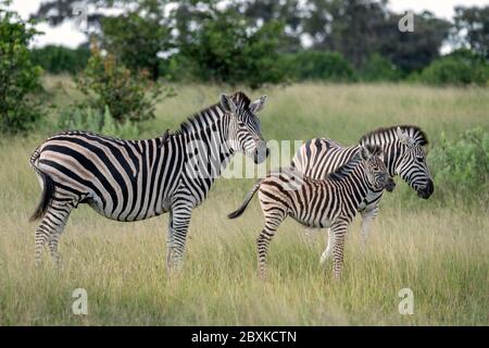 Famiglia di tre zebre, un adulto, un giovane (adulto giovane), e un bambino nemico. Immagine presa sul Delta dell'Okavango, Botswana. Foto Stock