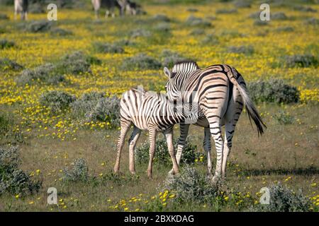 Madre zebra e foal infermieristico. Immagine presa sul Delta dell'Okavango, Botswana. Foto Stock