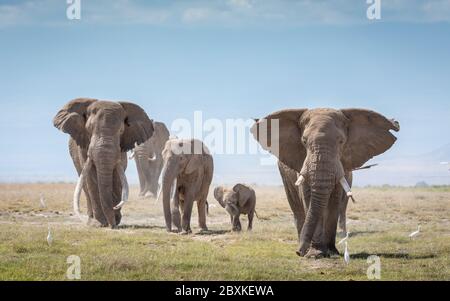 Un gruppo di 5 elefanti adulti e bambini che camminano insieme in una giornata di cielo azzurro con i vicini igreti di bestiame nel Parco Nazionale di Amboseli in Kenya Foto Stock