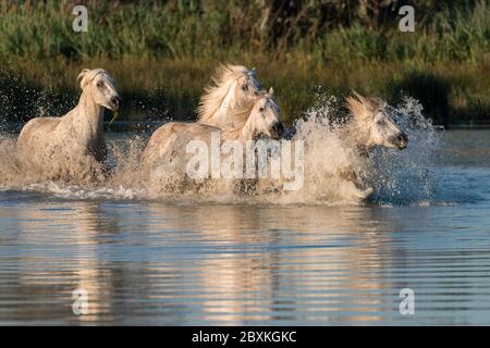 Mandria di cavalli bianchi che corrono attraverso l'acqua in una palude. Immagine presa nella Camargue, Francia. Foto Stock