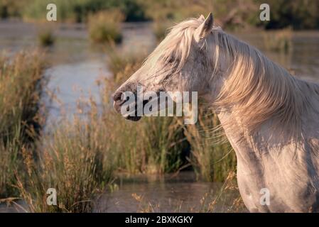 Cavallo bianco in piedi in una palude con il vento che soffia attraverso la sua cresta. Immagine presa a Camargue, Francia. Foto Stock