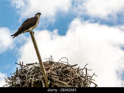 Un falco oraposto sopra un nido a Shelter Island, NY Foto Stock