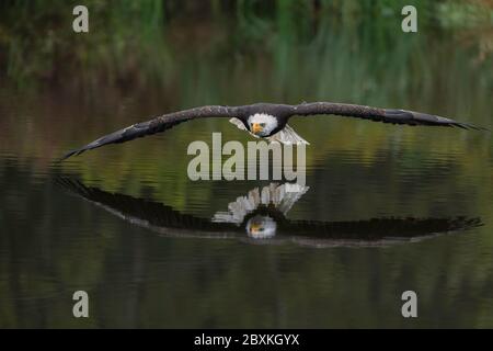 Maschio aquile calve volare sopra un laghetto per la colata di un riflesso in acqua con Autunno a colori Foto Stock