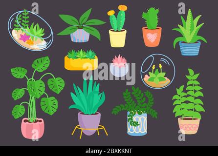 Casa pianta interna, set in ceramica in vaso, piatto cartoon fiore. Succulenti in florarium, cactus, collezione di piante per la casa. Germogli verdi in vaso. Illustrazione vettoriale isolata su sfondo scuro Illustrazione Vettoriale