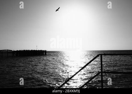 Seagull che sorvola il mare sul vecchio molo vittoriano A Totland Bay Isola di Wight tramontare il sole che scende in background su orizzonte monocromatico Foto Stock