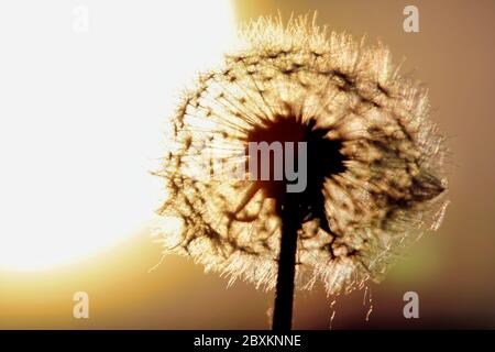 Dente di leone che rifrangono la luce dal tramonto Foto Stock