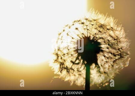 Dente di leone che rifrangono la luce dal tramonto Foto Stock