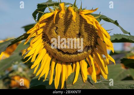 Close-up di un girasole sbiadito che qualcuno ha strappato i semi al di fuori del centro per effettuare una faccina sorridente Foto Stock