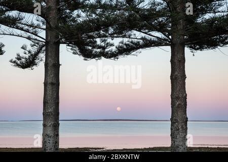 La luna tra due pini norfolk a Ceduna in Australia Meridionale Foto Stock