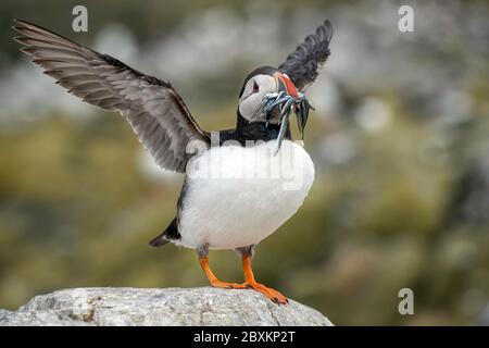 Puffin con un boccone di cicerelli sbattimenti le sue ali pronte a volare Foto Stock