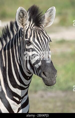 Primo piano ritratto zebra che mostra i dettagli in pelliccia e mane. Immagine ripresa nel Delta dell'Okavango, in Botswana. Foto Stock