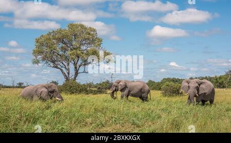 Tre elefanti pascolano sulle erbe lussureggiante che circonda un foro di irrigazione in Botswana Foto Stock