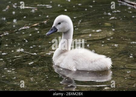 Primo piano di un cigno muto cygnet (Cygnus olor) che nuotano in acqua con polline sulla superficie Foto Stock