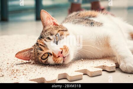 Libbra di gatto. Colpo di primo piano di gatto vagante senza tetto che vive nel riparo animale. Rifugio per il concetto di animali Foto Stock